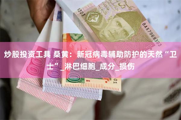 炒股投资工具 桑黄：新冠病毒辅助防护的天然“卫士”_淋巴细胞_成分_损伤